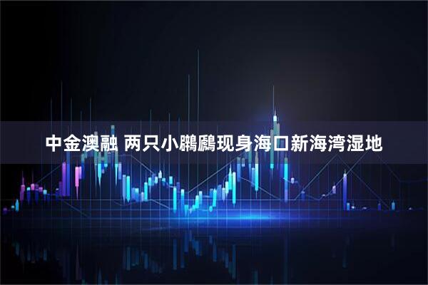 中金澳融 两只小鸊鷉现身海口新海湾湿地