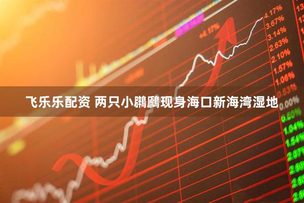 飞乐乐配资 两只小鸊鷉现身海口新海湾湿地