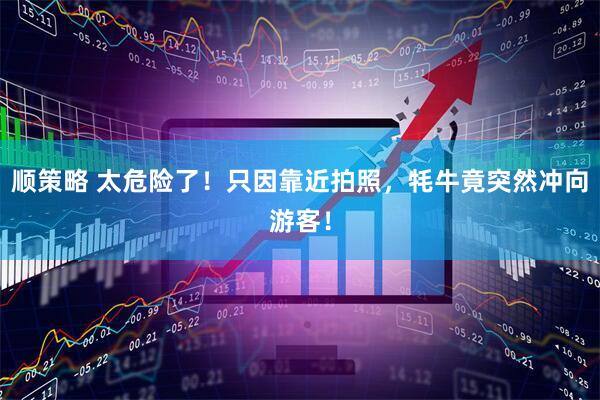 顺策略 太危险了！只因靠近拍照，牦牛竟突然冲向游客！