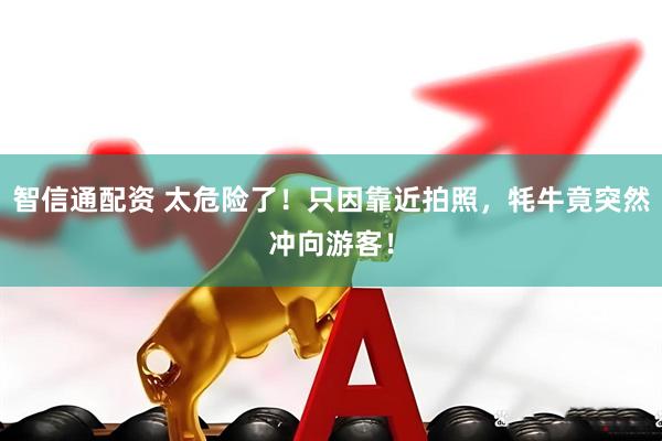 智信通配资 太危险了！只因靠近拍照，牦牛竟突然冲向游客！