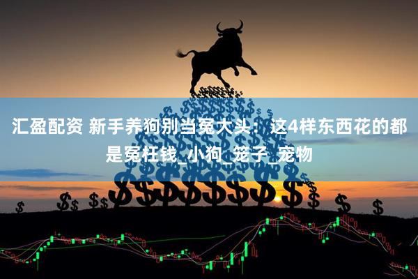 汇盈配资 新手养狗别当冤大头：这4样东西花的都是冤枉钱_小狗_笼子_宠物